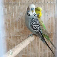 مرغ عشق انگلیسی