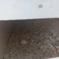 عروس هلندی جفت فول رام و دستی  سخنگو با یک جوجه|پرنده|چهاردانگه (تهران), |دیوار