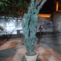 کاکتوس صخره‌ای