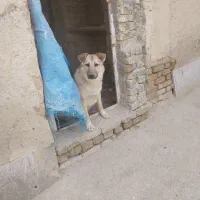 دو تا توله نر ۴ الی ۵ ماهه معاوضه با کفتر