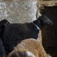 بره افشاری|حیوانات مزرعه|اردکان, |دیوار