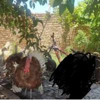 بوقلمون و بره و بزغاله|حیوانات مزرعه|همدان, |دیوار