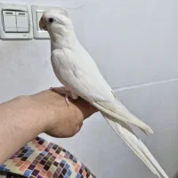 عروس هلندی نر