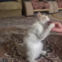 یک گربه اهلی تربیت شده ودوجفت کبوتر|گربه|زابل, |دیوار