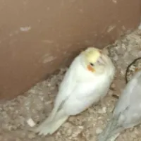 گمشده