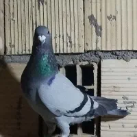 کبوتر|پرنده|شال, |دیوار