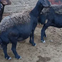 میش قزل|حیوانات مزرعه|قیدار, |دیوار