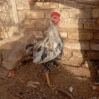 خروس گلین