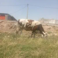 گاو