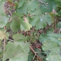 زمین بلوار ارانپور