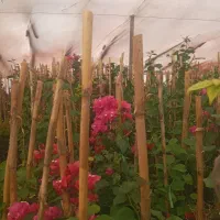 گل کاغذی|گل و گیاه طبیعی|محلات, |دیوار