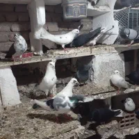 ۴۰عدد پرنده به فروش میرسد