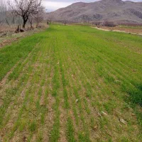 زمین-کشاورزی-فقط-این-هفته-این-قیمت