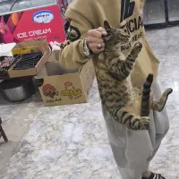 گربه بازیگوش