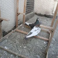 پلاکی و جفت سینه