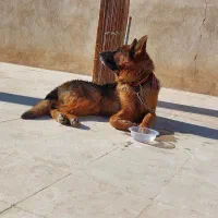 سگ ژرمن|سگ|یزد, |دیوار