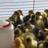 جوجه اردک اسرائیلی / روسی / اردک خارجی|حیوانات مزرعه|لاهیجان, بوجایه|دیوار