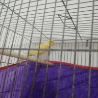 نر کشیده و درشت|پرنده|صومعه‌سرا, |دیوار