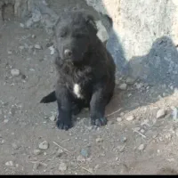 ماده و توله ماده|سگ|کمیجان, |دیوار