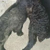 بره های قزل افشار شال کرد