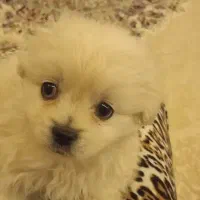 توله پامر دوماهو نیمه سایز صفر ۴۰۰گرمی