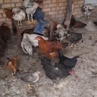 مرغ تخمی وجوجه بزرگ خانگی