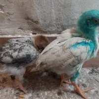 جوجه رنگی و محلی
