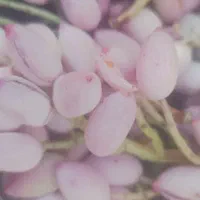 باغ-پسته-انگور-و-میوه-با-استخر