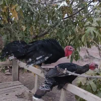 تعداد 20عدد بوقلمون جوان|حیوانات مزرعه|محمدیه-قزوین, |دیوار