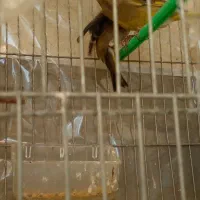 جفت سهره سبز باقفس|پرنده|تبریز, |دیوار