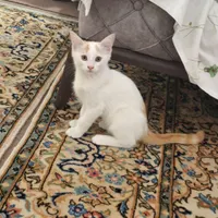 پیشی ۳ماهه سالم تمیز