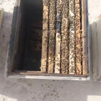 فروش تعدادی زنبور  عسل