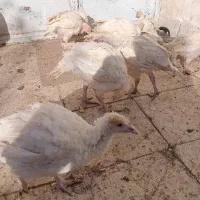 جوجه بوقلمون