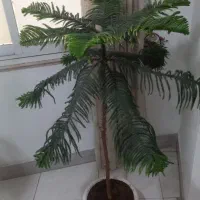 کاج مطبق