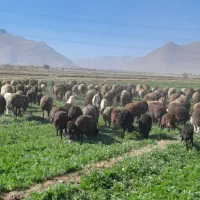 بره نر و ماده