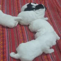 فروش سگ نژاد شیتزو مالتیز