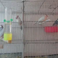 عروس هلندی فنچ نرگسی فنچ بنگالی|پرنده|تهران, شکوفه (عبدل آباد)|دیوار