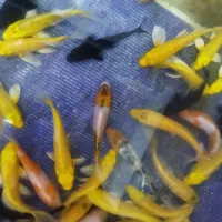 ماهی کوی نژاد دار و غذای کوی|ماهی|کرج, برغان|دیوار