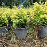 شمشاد طلایی سطل ۱۰|گل و گیاه طبیعی|کلاچای, |دیوار