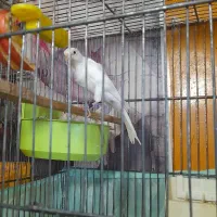 قناری نروماده جفت مست مولود