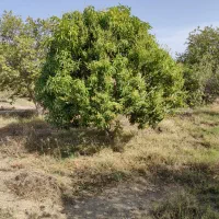 کارگریاسرباغی یا همون سرایدار