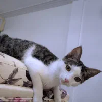 بازیگوش به اسم کوکین