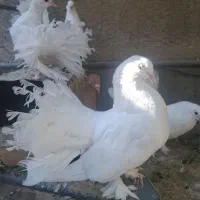 کبوتر دم چتری