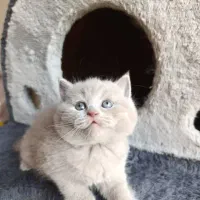 زیباترین گربهها برای شما (بریتیش/اسکاتیش/پرشین)|گربه|اصفهان, جلفا|دیوار