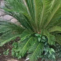 دو عدد سیکاس ۸ ساله توافقی|گل و گیاه طبیعی|لاهیجان, بازکیاگوراب|دیوار