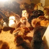 جوجه ۱۰روزه