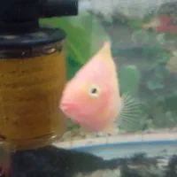 ماهی آکواریوم گوشت خوار|ماهی|زابل, |دیوار