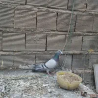 کفتر پلاکی اصل و دمگیر غلاغ درجه یک دم لول|پرنده|اصفهان, برازنده|دیوار