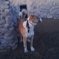 سگ فروشی|سگ|سده (خراسان جنوبی), |دیوار