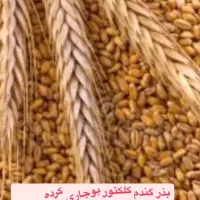 بذرگندم کلکتور بوجارکرده وبذر مال شده